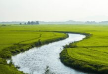 El Fondo Latinoamericano para el Arroz de Riego (FLAR) cambia de escenario para optimizar su programa de fitomejoramiento