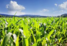 Ministerio de Agricultura Urbana e Insai trabajan para mejorar productos exportables