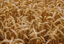 Financiamiento con Bonos de Prenda hace exitoso debut en la Bolsa Agrícola del país Bolpriaven