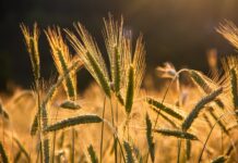 BID aprueba $100 millones para impulsar la producción agroindustrial de Argentina