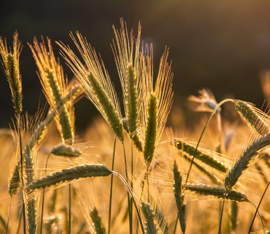 BID aprueba $100 millones para impulsar la producción agroindustrial de Argentina