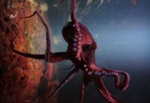 #Agronegocios Venezuela obtiene éxito con un incremento de 780 toneladas en zafra de pulpo