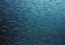 Proyecto de Ley de Pesca simplificará trámites administrativos del sector