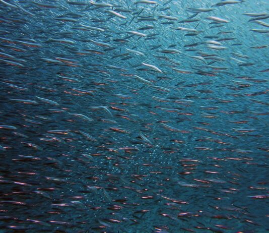 Proyecto de Ley de Pesca simplificará trámites administrativos del sector