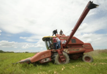 Inicia cosecha de cereales en Barinas
