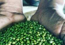 Layla Nahit Terrero: «Aproca desde Turén, Portuguesa exporta con calidad y orgullo frijol esmeralda para el mundo»