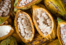 Plan Cacao Nestlé, 10 años trabajando por los productores de cacao venezolanos
