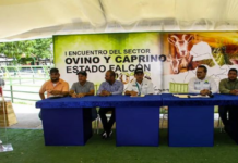 Impulsan ganadería caprina y ovina en Falcón