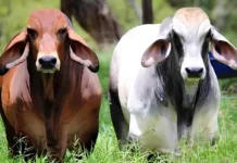 #Fegafalcón Federación de Ganaderos de Falcón se reúne para fortalecer y proteger la actividad en la entidad