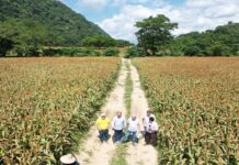Finca El Altar en Lara posee la primera experiencia agrominera del país