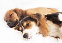 #AVISA Industria Farmacéutica Veterinaria en Venezuela impulsa sus marcas con responsabilidad social