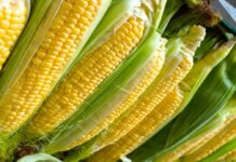 Bolsa Agrícola Bolpriaven realiza su operación más grande a la fecha en el rubro de maíz, el cereal de mayor importancia del país