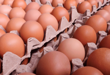 Congreso Internacional Avícola Venezuela 2023 reunirá en Carabobo a productores e importantes empresas del sector