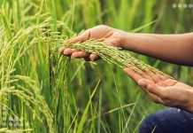 Venezuela y Vietnam impulsan la producción de arroz entre ambas naciones
