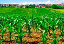 Sociedad de Ingenieros Agrónomos de Venezuela propone un plan agrícola para la Guayana Esequiba