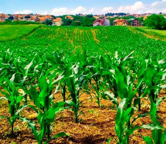 Sociedad de Ingenieros Agrónomos de Venezuela propone un plan agrícola para la Guayana Esequiba