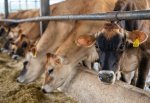 Anuncian vacunación contra fiebre aftosa anuncian vacunación fiebre aftosa