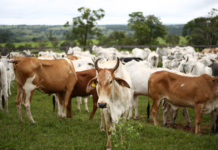 Presidente Maduro autoriza la exportación de productos ganaderos Presidente Maduro