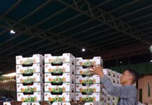 Emcoex Lara exporta 6 toneladas de productos agrícolas a Panamá Emcoex