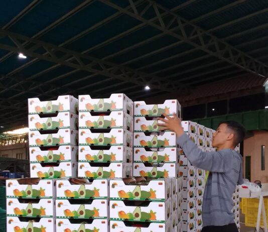 Emcoex Lara exporta 6 toneladas de productos agrícolas a Panamá Emcoex
