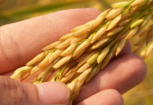 Guárico registra récord de siembra de arroz