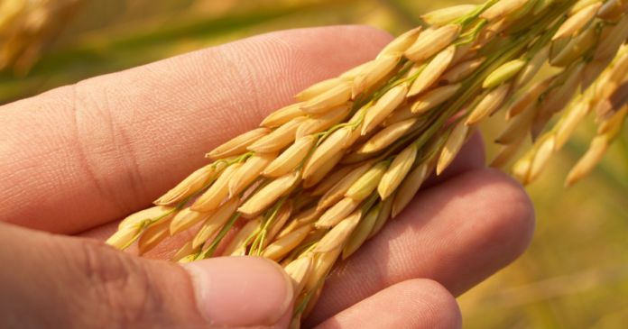 Diseño sin título (42)