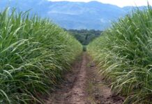 Producción de caña de azúcar en Venezuela aumenta con fuerza en 2024