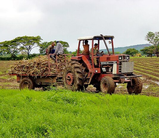 Reciente zafra de caña de azúcar deja resultados positivos