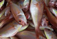 Instalan comité para impulsar exportación de productos pesqueros en Venezuela foto de pexels