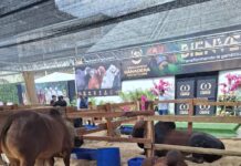 Vanguardia Ganadera consolidó el liderazgo del sector con su subasta de especies élite y programa de genética