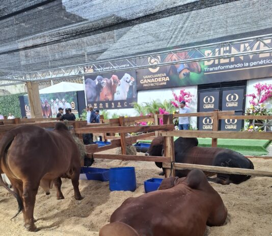 Vanguardia Ganadera consolidó el liderazgo del sector con su subasta de especies élite y programa de genética